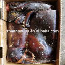 Sea Frozen Indian Ocean Squid For Sale to Processing Factory